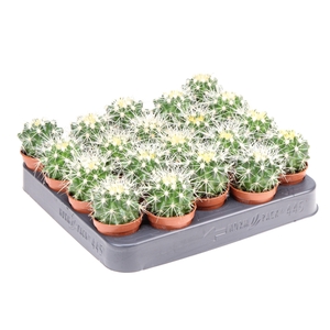 Echinocactus grusonii