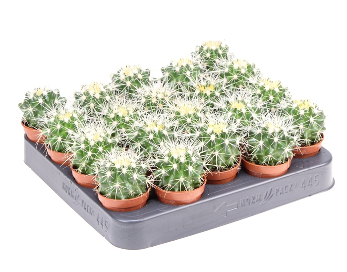 Echinocactus grusonii