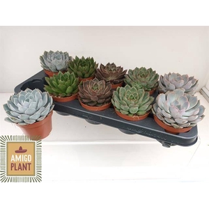 ECHEVERIA MIX P10.5