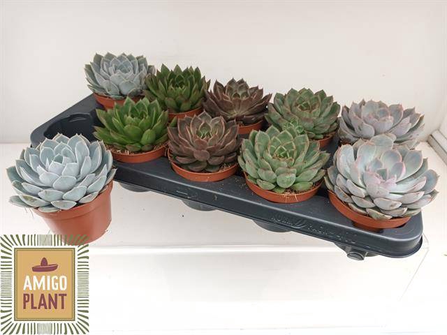 <h4>ECHEVERIA MIX P10.5</h4>