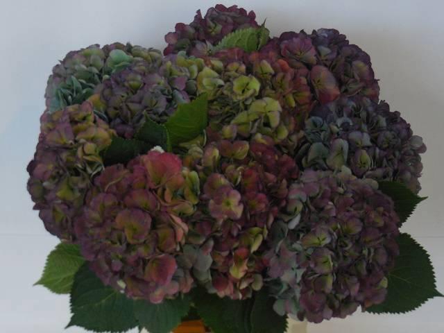 <h4>HYDR M ELBTAL CL</h4>