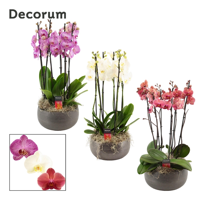 <h4>Nero 6 tak symphony mix (Deco-collection)</h4>