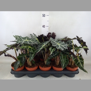 Alocasia amazonica 'Polly'