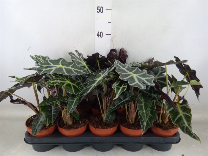 <h4>Alocasia amazonica 'Polly'</h4>