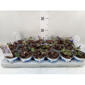 Anemone blanda 'Blue Shades'