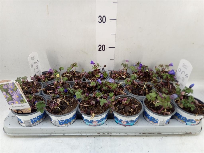 <h4>Anemone blanda 'Blue Shades'</h4>