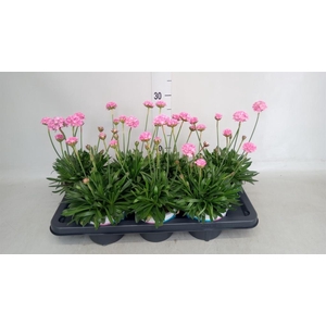 Armeria pseud. 'Dreameria Daydream'