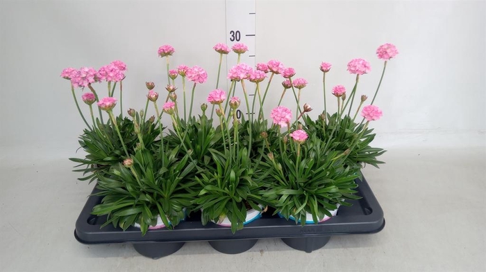 <h4>Armeria pseud. 'Dreameria Daydream'</h4>