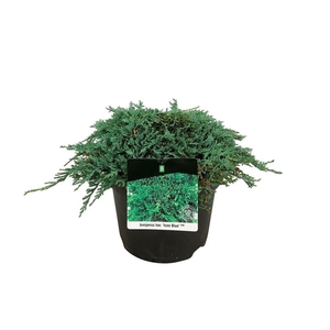 Juniperus hor. 'Icee Blue' ®