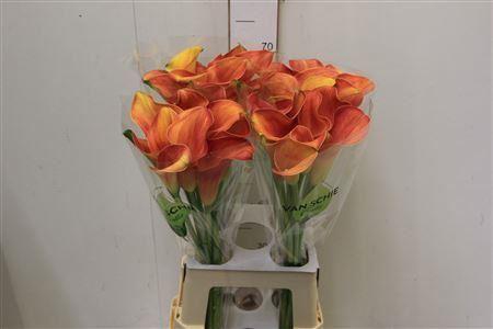 <h4>Zant Sunset Passion</h4>