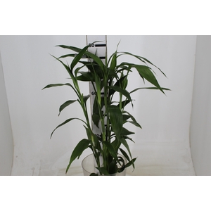 FOLH DRAC SANDERIANA 070 CM
