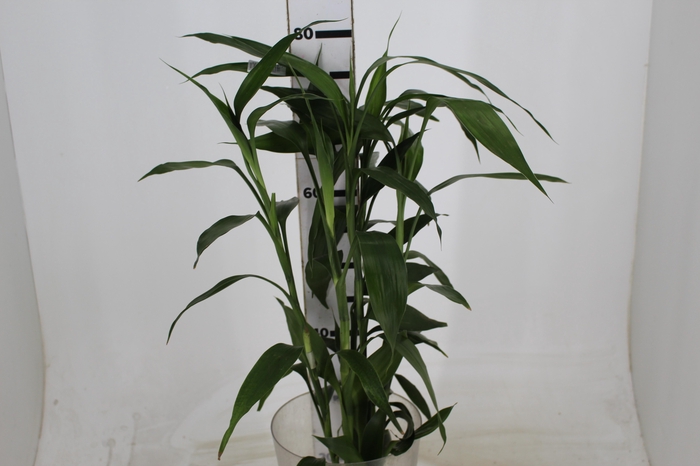 FOLH DRAC SANDERIANA 070 CM