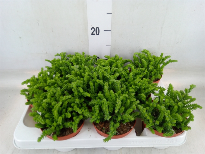 <h4>Crassula   ...</h4>