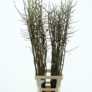 Chaenomeles Pink Double * New *