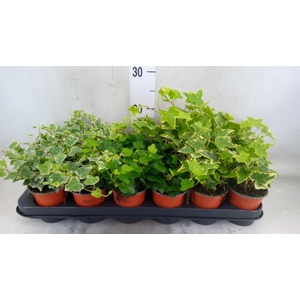 Hedera helix   ...mix 3