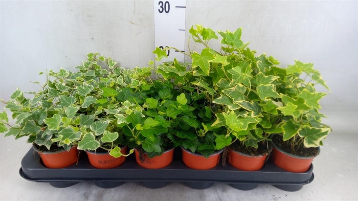 <h4>Hedera helix   ...mix 3</h4>