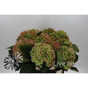 Hydrangea verena classic