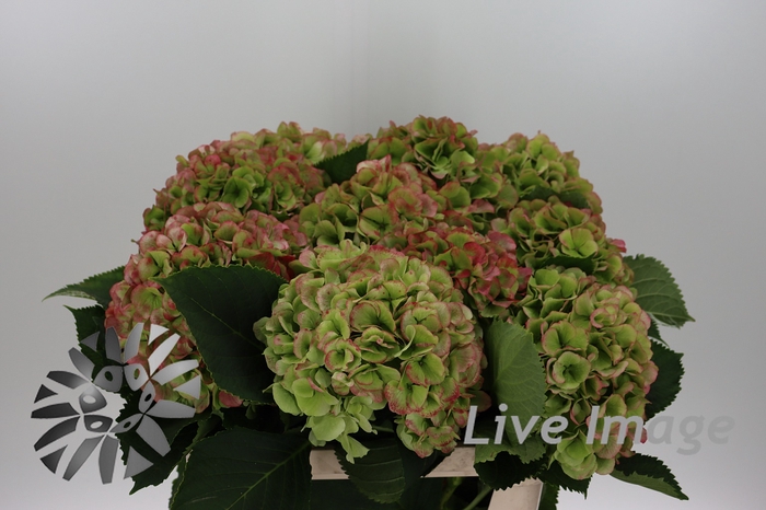<h4>Hydrangea verena classic</h4>