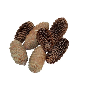 Pinecone Spruce 150g L6