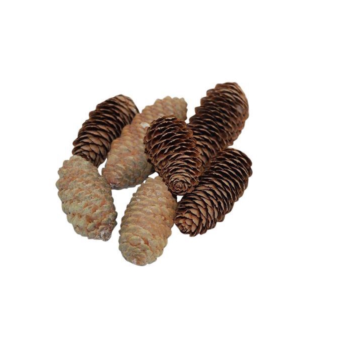 <h4>Pinecone Spruce 150g L6</h4>