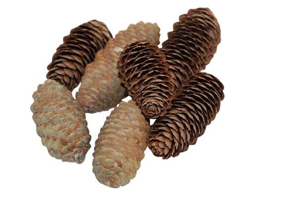 Pinecone Spruce 150g L6