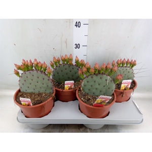 Opuntia azurea