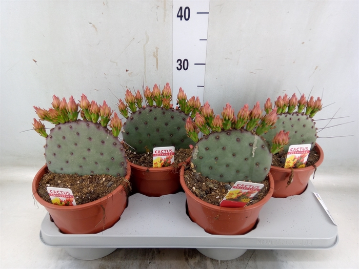 <h4>Opuntia azurea</h4>