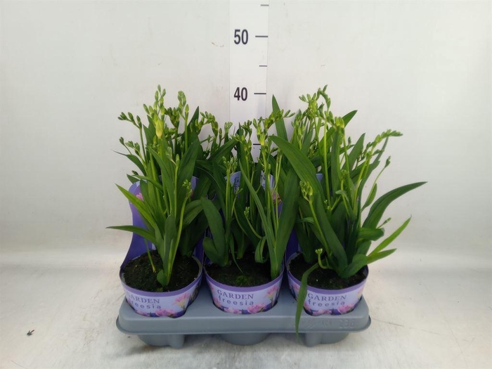 <h4>Freesia   ...</h4>