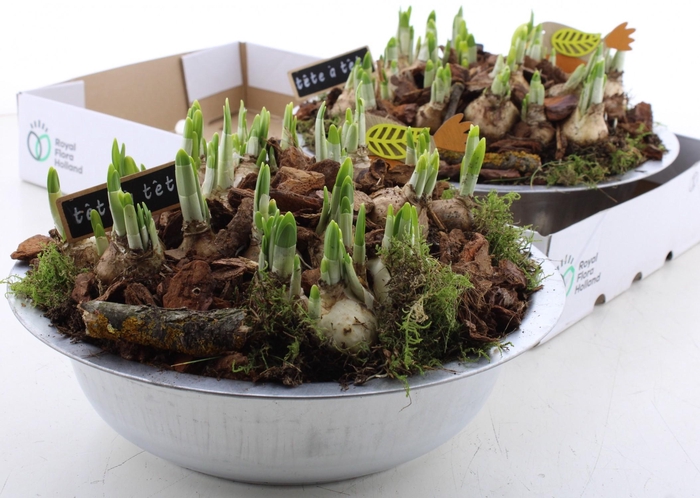 <h4>ARR N TETE A TETE</h4>