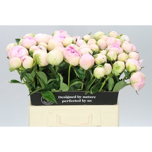 Paeonia Pink Snow A2