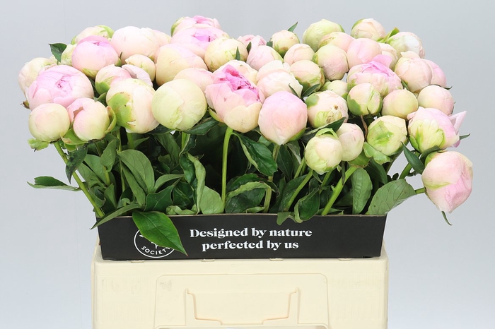 <h4>Paeonia Pink Snow A2</h4>