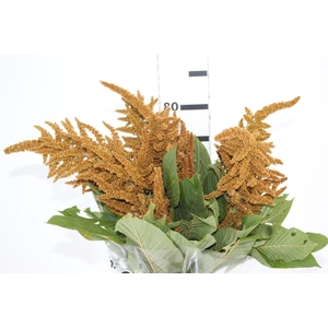 AMARANTHUS DOURADO 070 CM