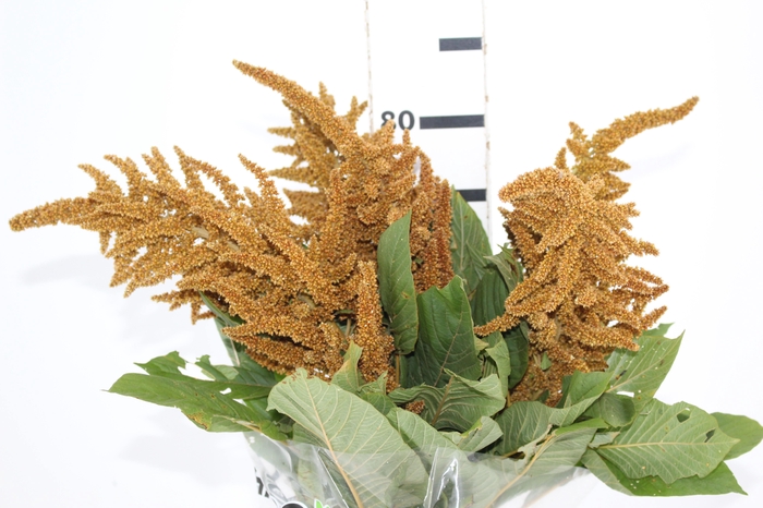 <h4>AMARANTHUS DOURADO 070 CM</h4>