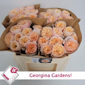 R GR GEORGI GARDENS!