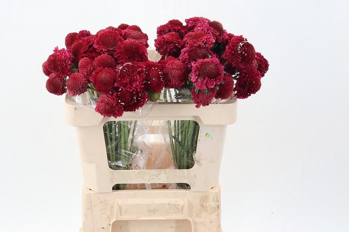 <h4>Scab At F Red Apple Scoop</h4>