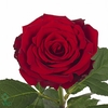Rosa large upper class