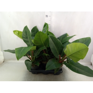 Philodendron  'Imperial Green'