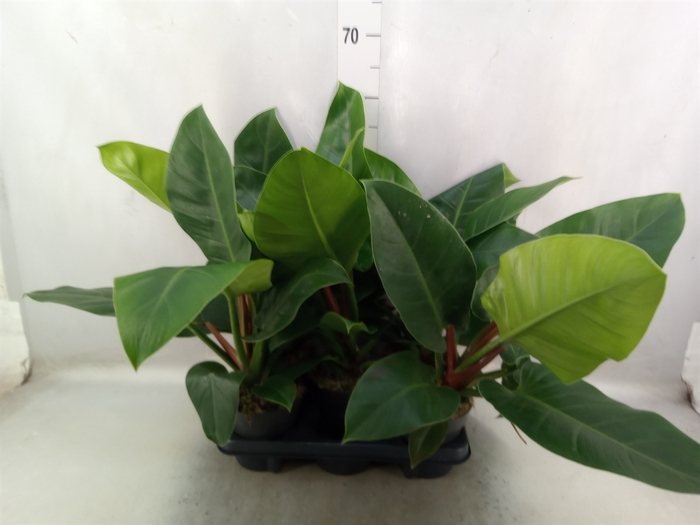 <h4>Philodendron  'Imperial Green'</h4>