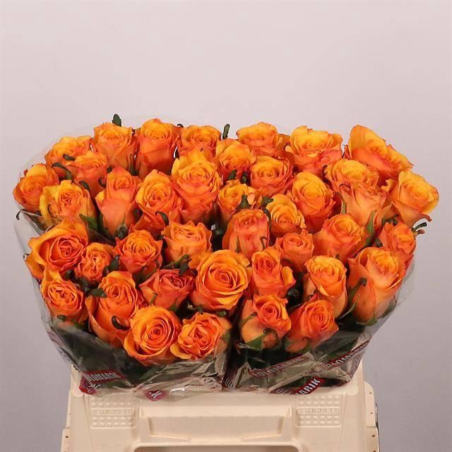 <h4>R GR TYCOON</h4>