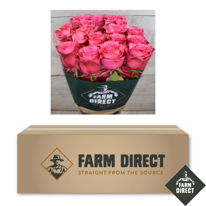 <h4>R GR LOLA BOX x50</h4>