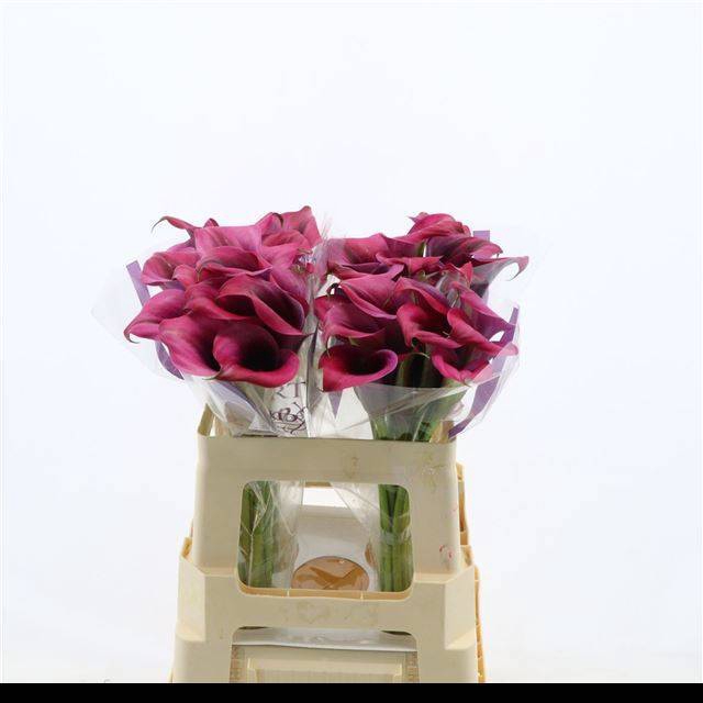 <h4>ZANT DIOR</h4>