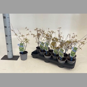 ACER PA EMERALD LACE