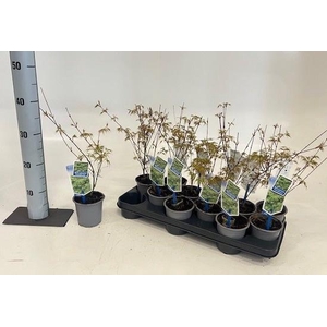 ACER PA EMERALD LACE