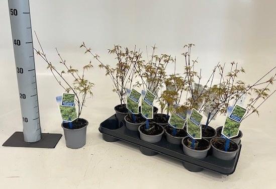 <h4>ACER PA EMERALD LACE</h4>