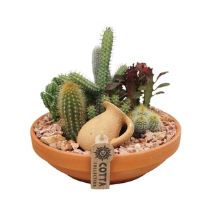 Cactus arrangement in 24 cm 'Terracotta Schaal'