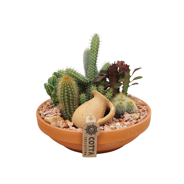 <h4>Cactus arrangement in 24 cm 'Terracotta Schaal'</h4>