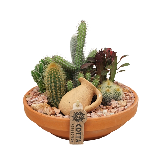 <h4>Cactus arrangement in 24 cm 'Terracotta Schaal'</h4>