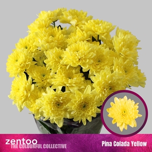 Chr T Pina Colada Yellow Zentoo