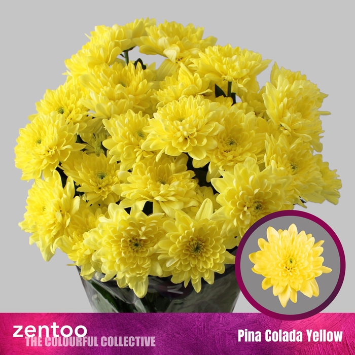 <h4>Chr T Pina Colada Yellow Zentoo</h4>
