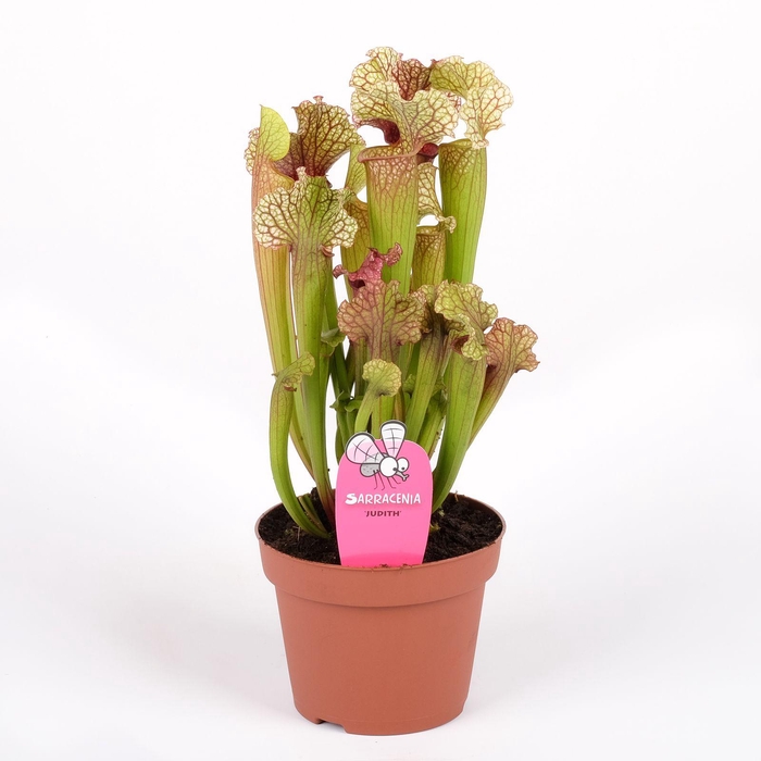 <h4>Sarracenia Judith</h4>